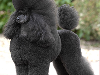 Poodle miniature standing