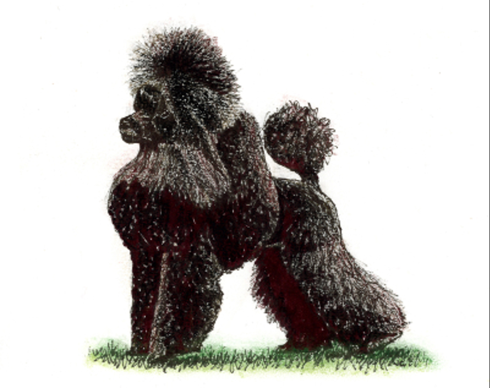 Poodle (Toy) illustration