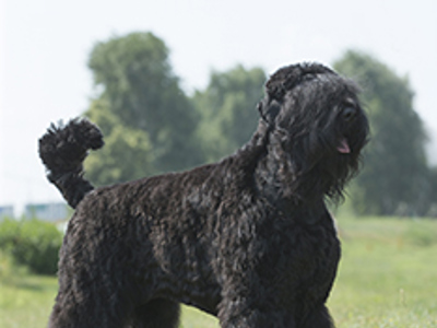 Russian Black Terrier standing