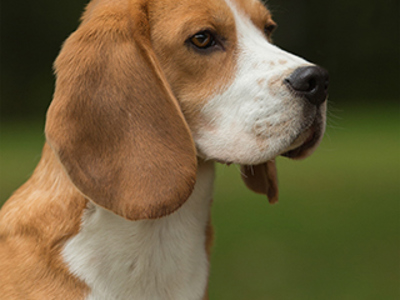 Beagle headshot