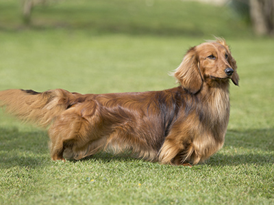 Dachshund (Long Haired) standing
