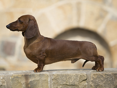 Dachshund (Miniature Smooth Haired) standing