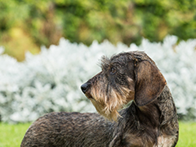 Dachshund (Miniature Wire Haired) standing