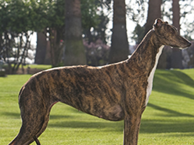 Greyhound standing