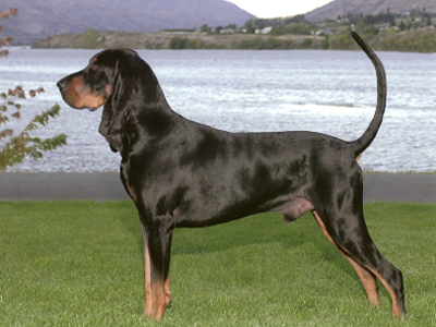 Black and Tan Coonhound standing