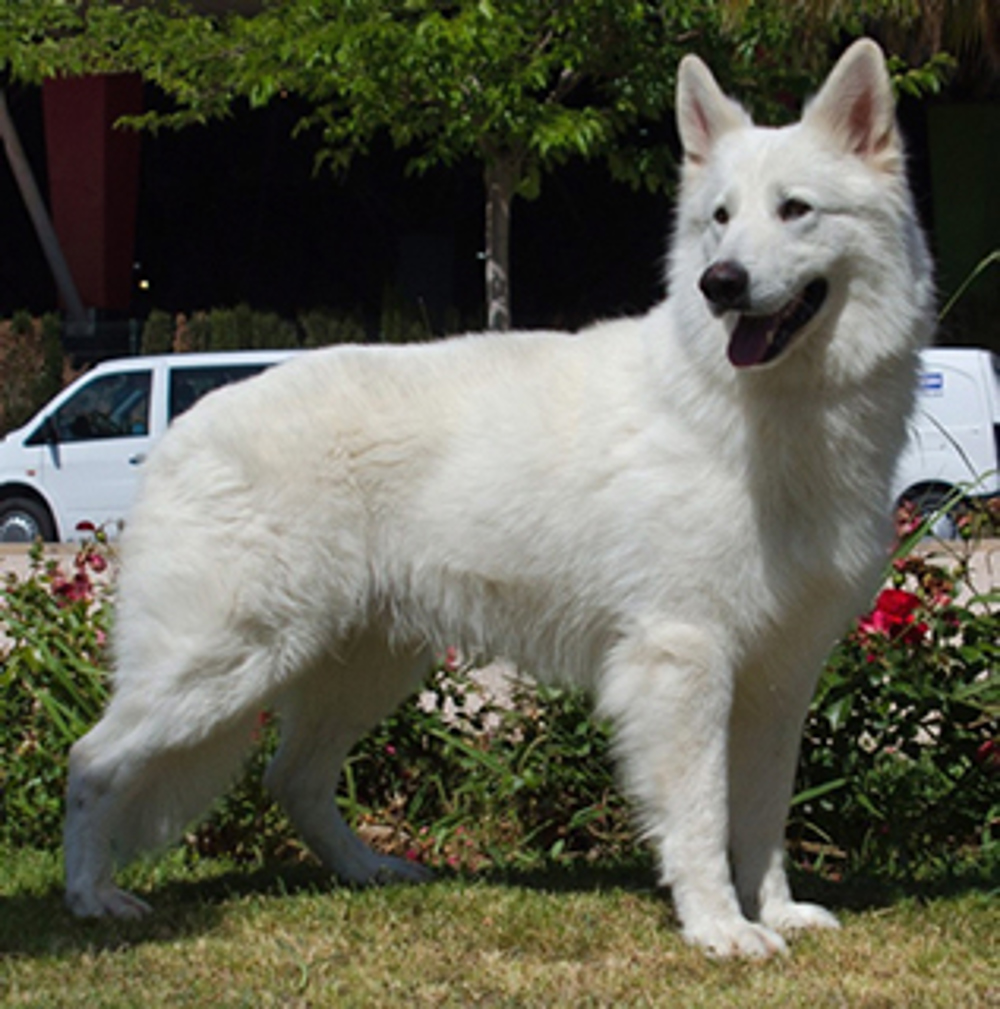 White Swiss Shepherd Dog | Breeds A to Z | The Kennel Club