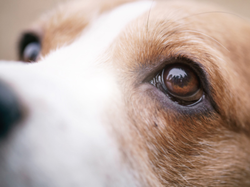 Beagle and eye