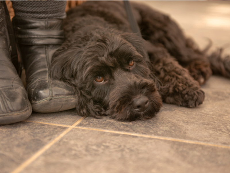 Crossbreed dog laying on the floor near a boot