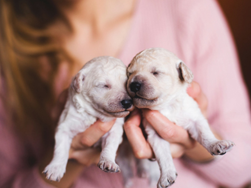 Two puppies with eyes closed
