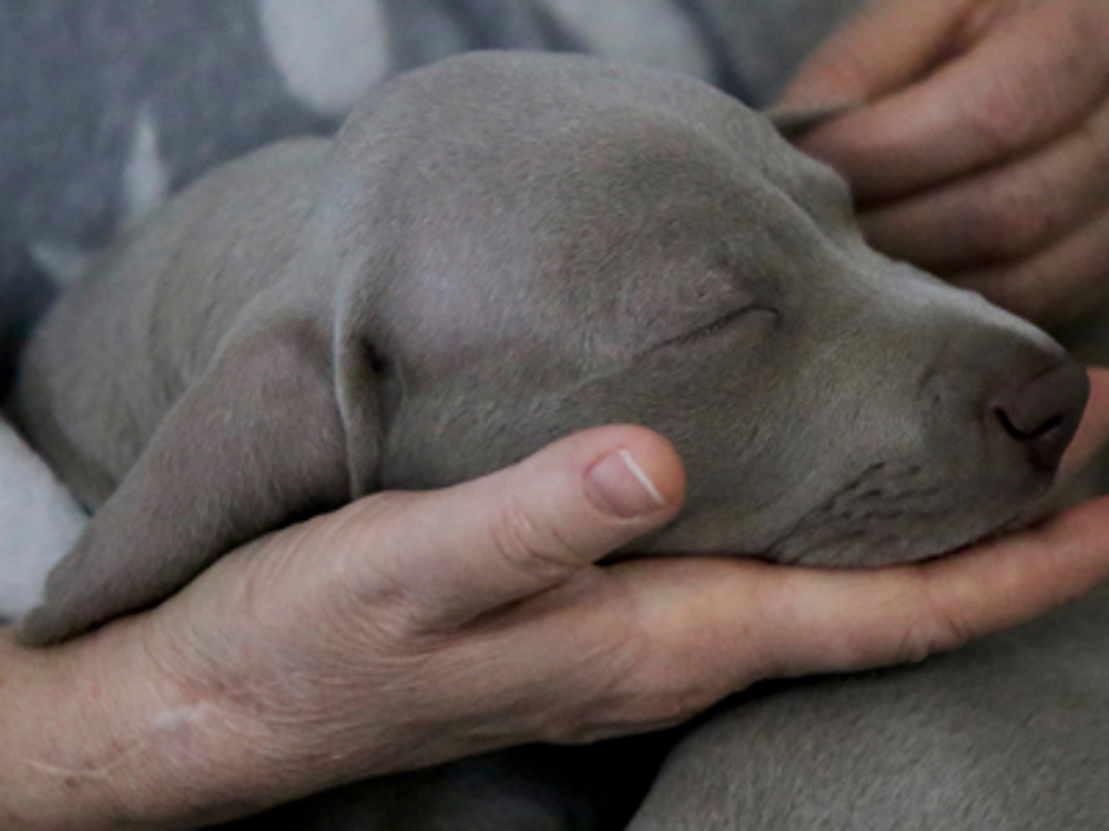 Weimaraner with eyes closed resting on persons hand
