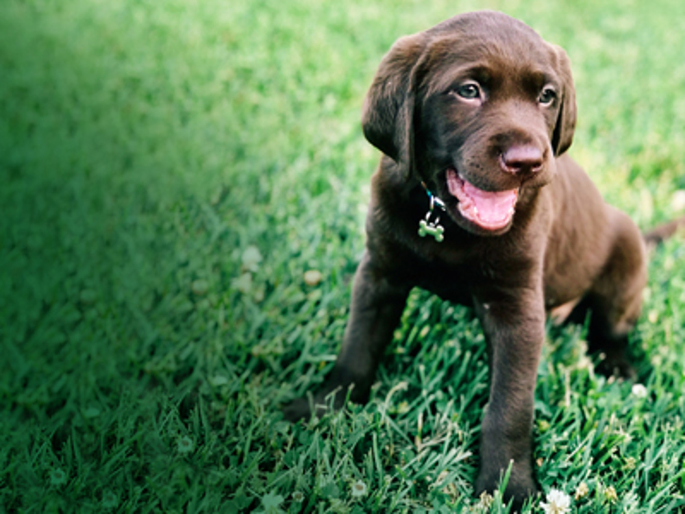 Brown Labrador with mouth open on grass