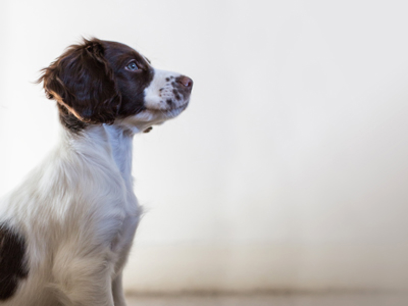 Brown and white spaniel looking into the distance