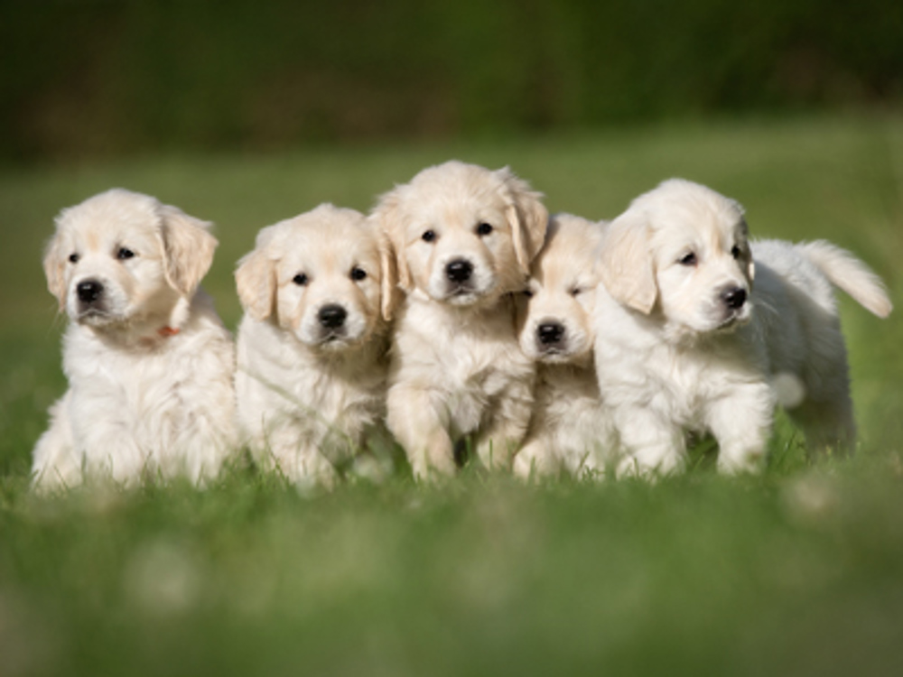 Group of Labrador puppies sat together