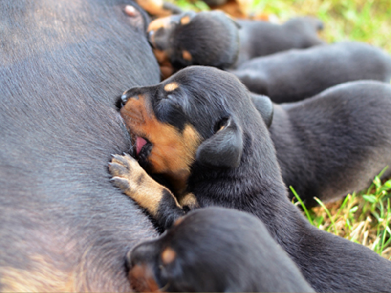 Puppies laying and drinking milk