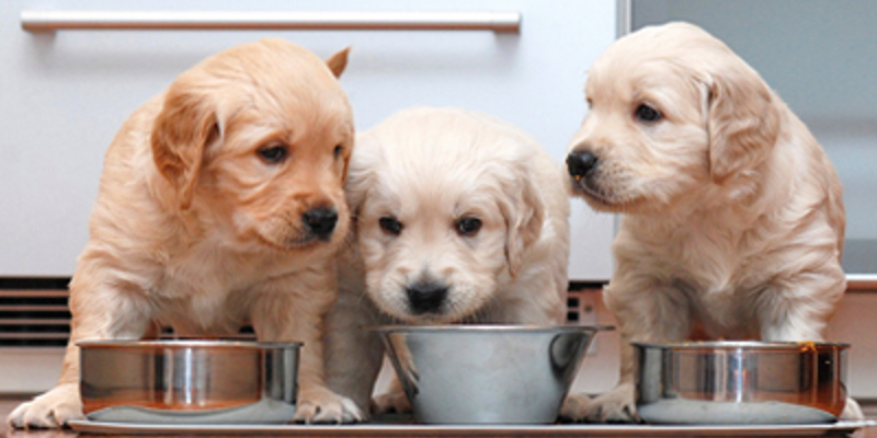 Labrador puppies sat eating from silver bowls
