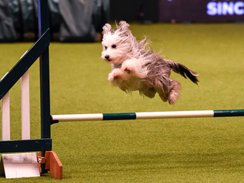 Dog jumping over jump