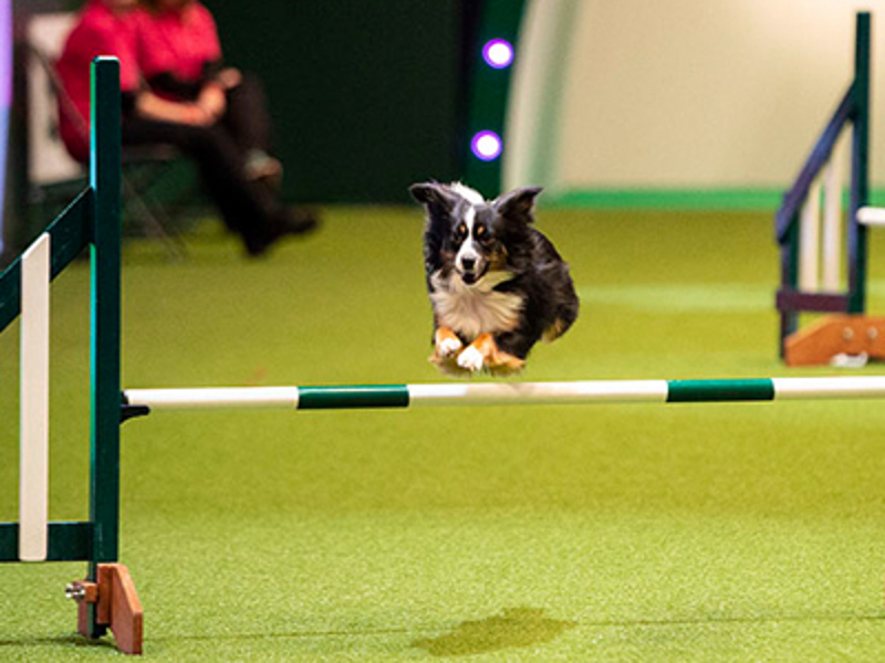 Dog jumping over green and white jump