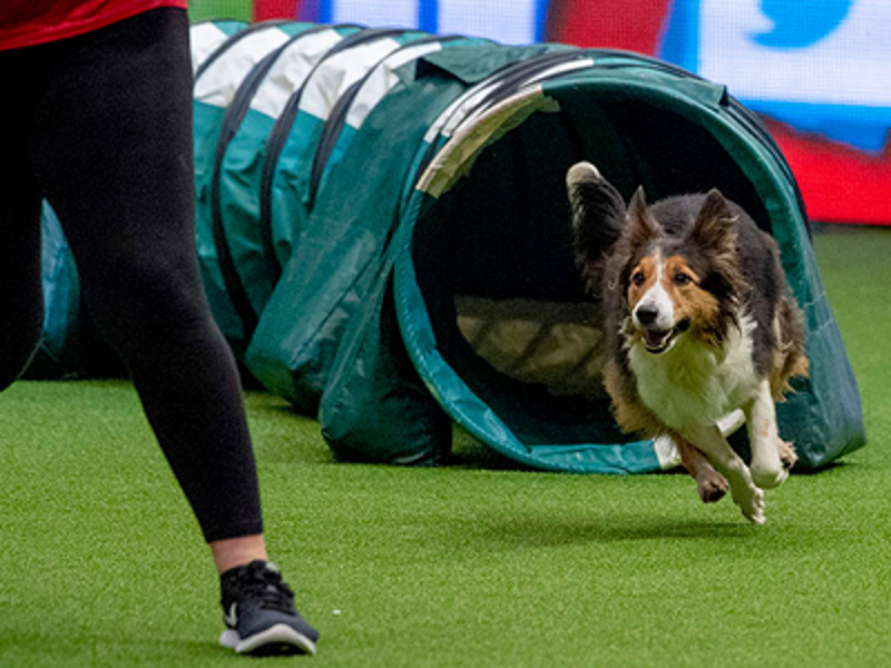 Dog running through tunnel
