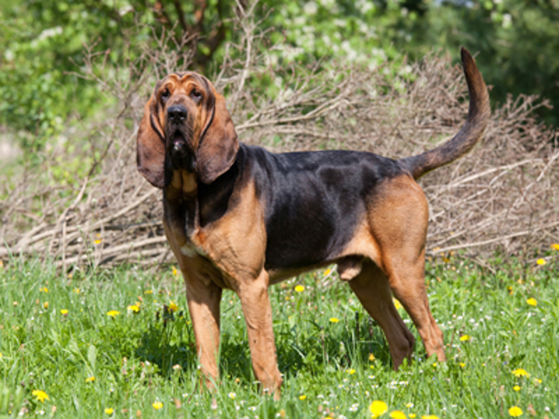 Bloodhound stood in grass