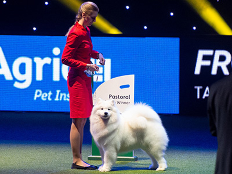 White dog being shown at Crufts by a lady in a red outfit