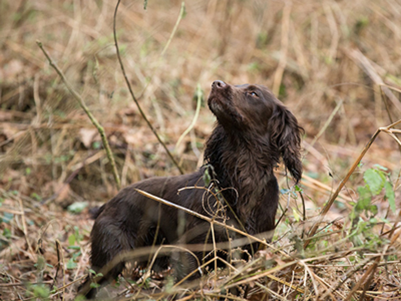 Spaniel with head looking up in grass