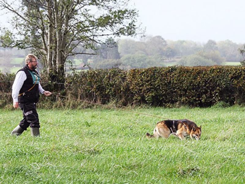 Dog working in the field
