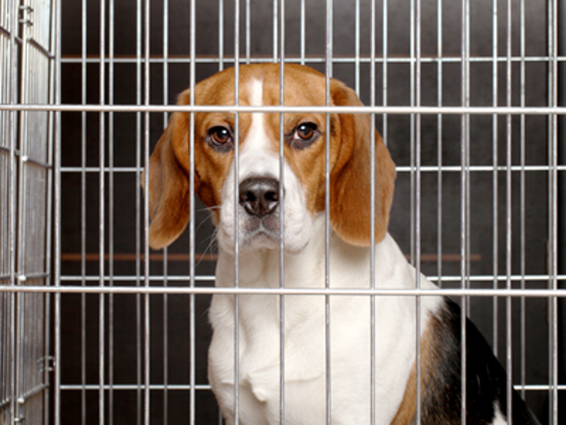Beagle sat in cage