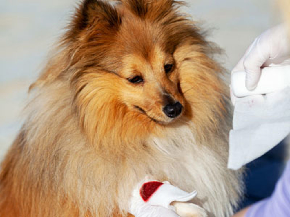 Collie with arm being attended to as it has blood on it