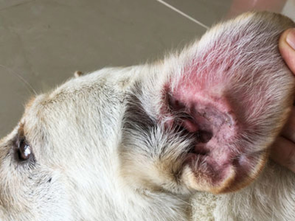 Dogs ear being shown