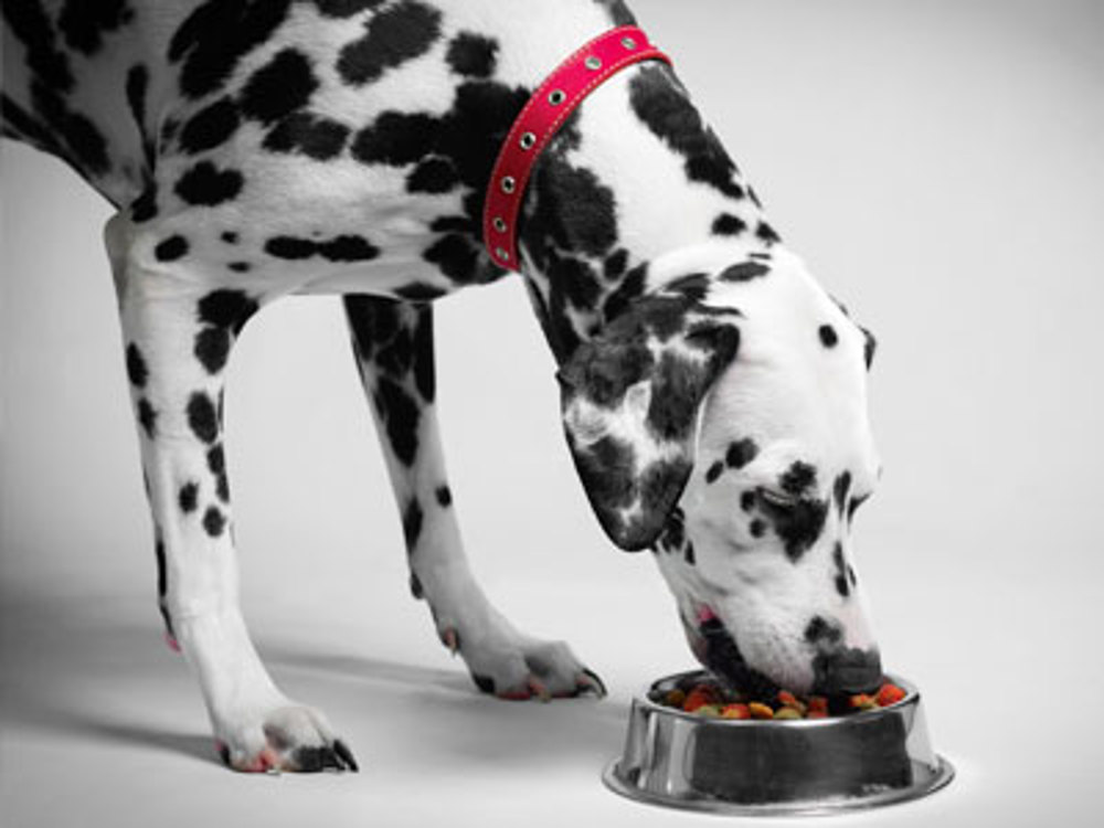 Dalmatian eating food from bowl