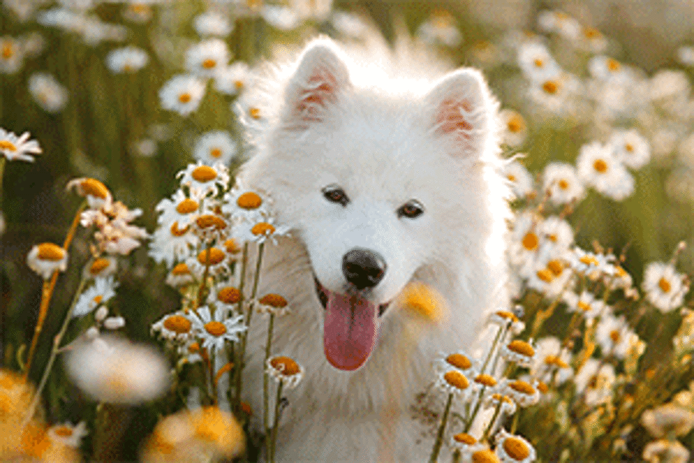 Dog in the flower field