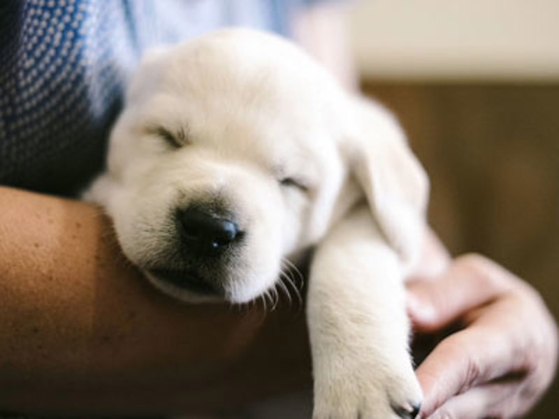 Labrador puppy asleep in arms