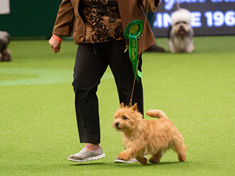 Lady in a brown jacket walking along with her dog on green carpet at Crufts