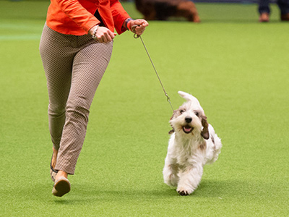 A lady wearing a coral coloured jacket showing her dog at Crufts