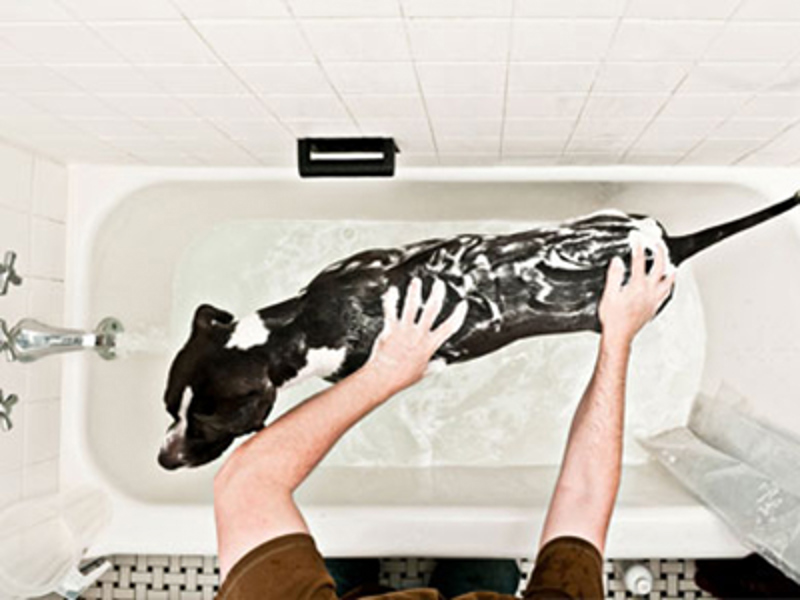 Dog being washed in the bath with shampoo