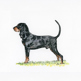 Black & Tan Coonhound illustration