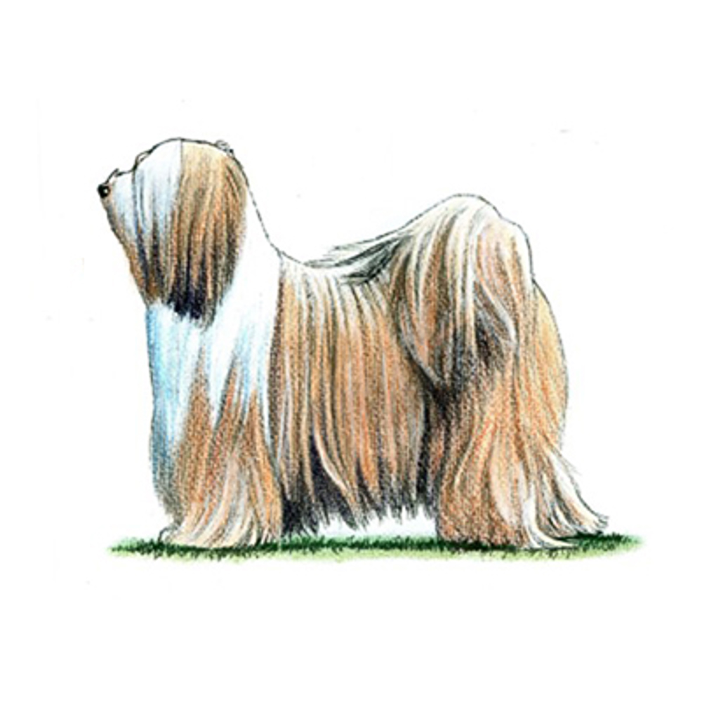 Tibetan Terrier illustration