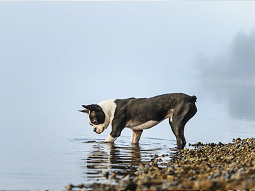 Boston Terrier walking in the sea