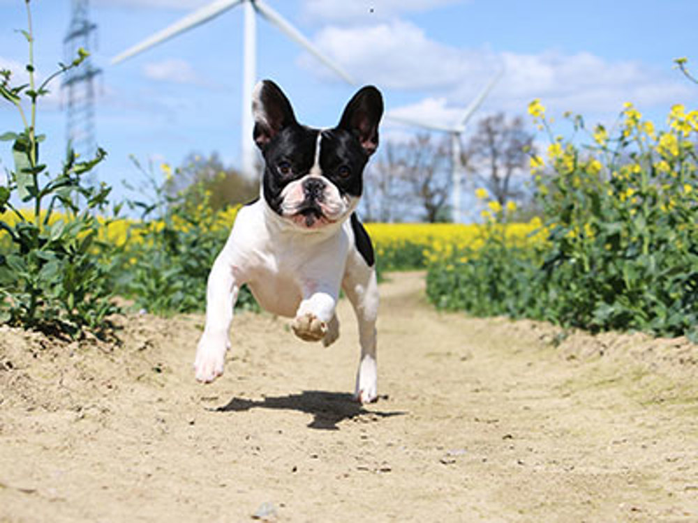 Boston Terrier running through the fields