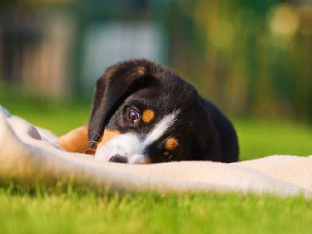 Puppy on a blanket in garden