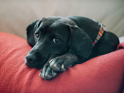 Black Labrador laying in arms