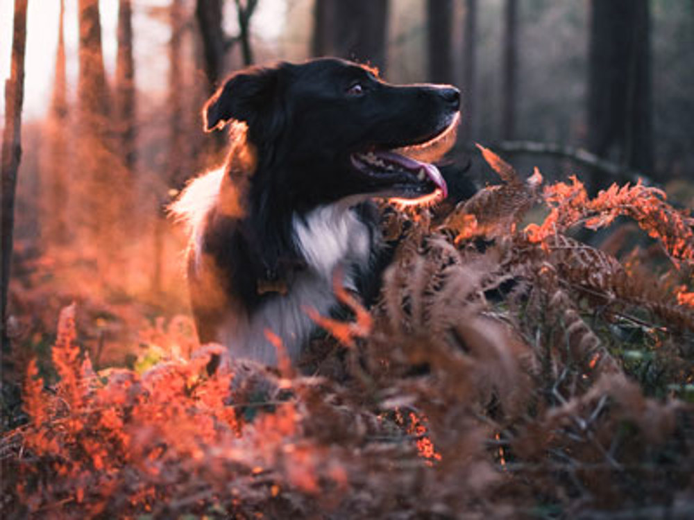 Collie in the woods with red sun light
