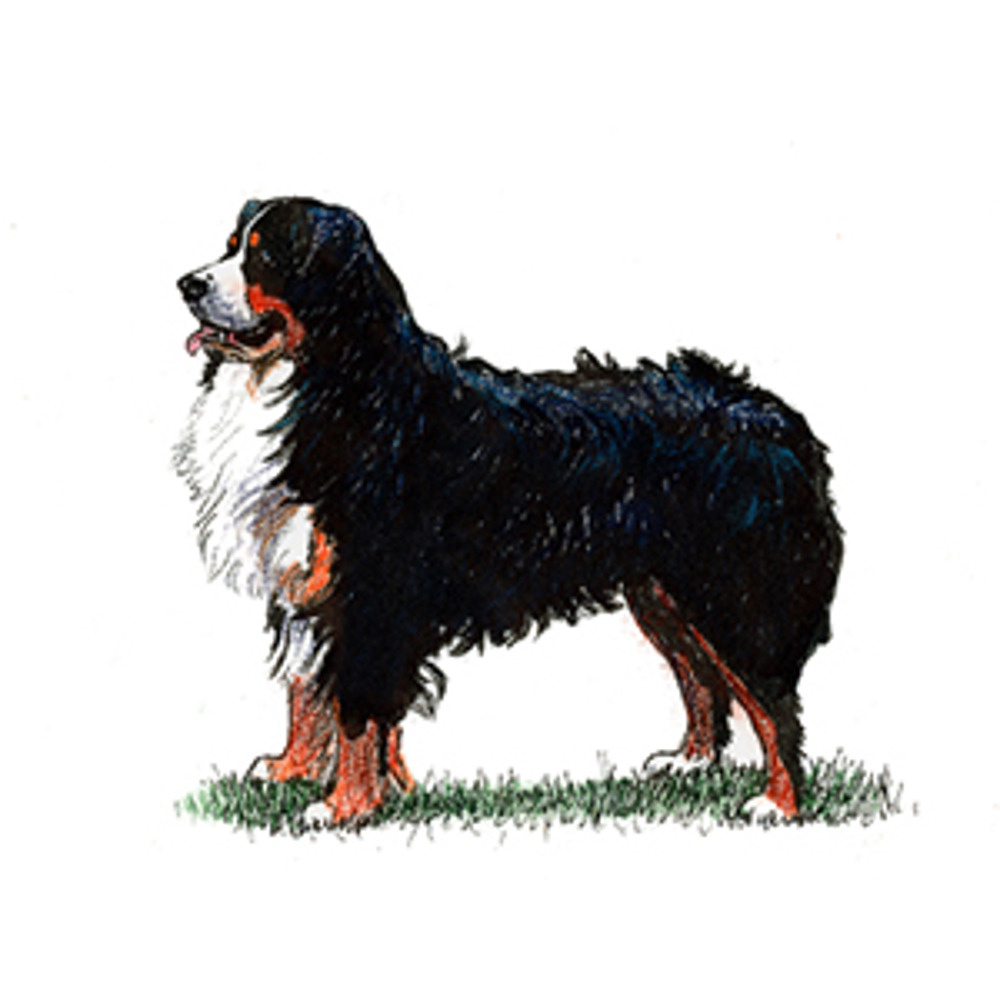 Bernese Mountain Dog illustration