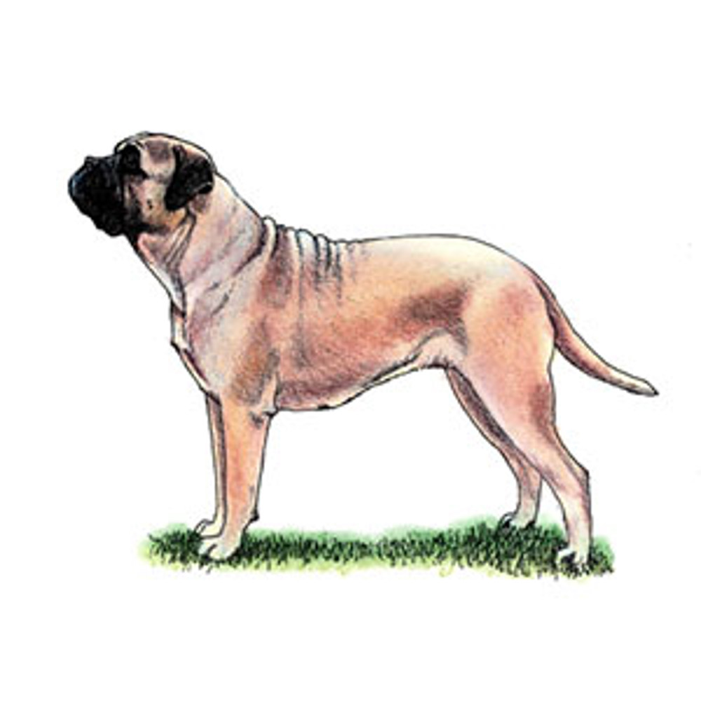 Bullmastiff illustration