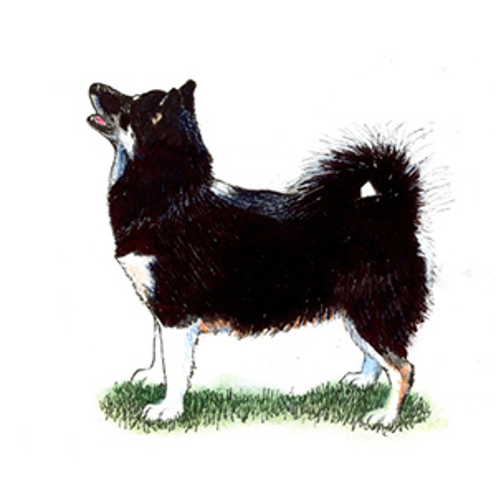 Canadian Eskimo Dog illustration