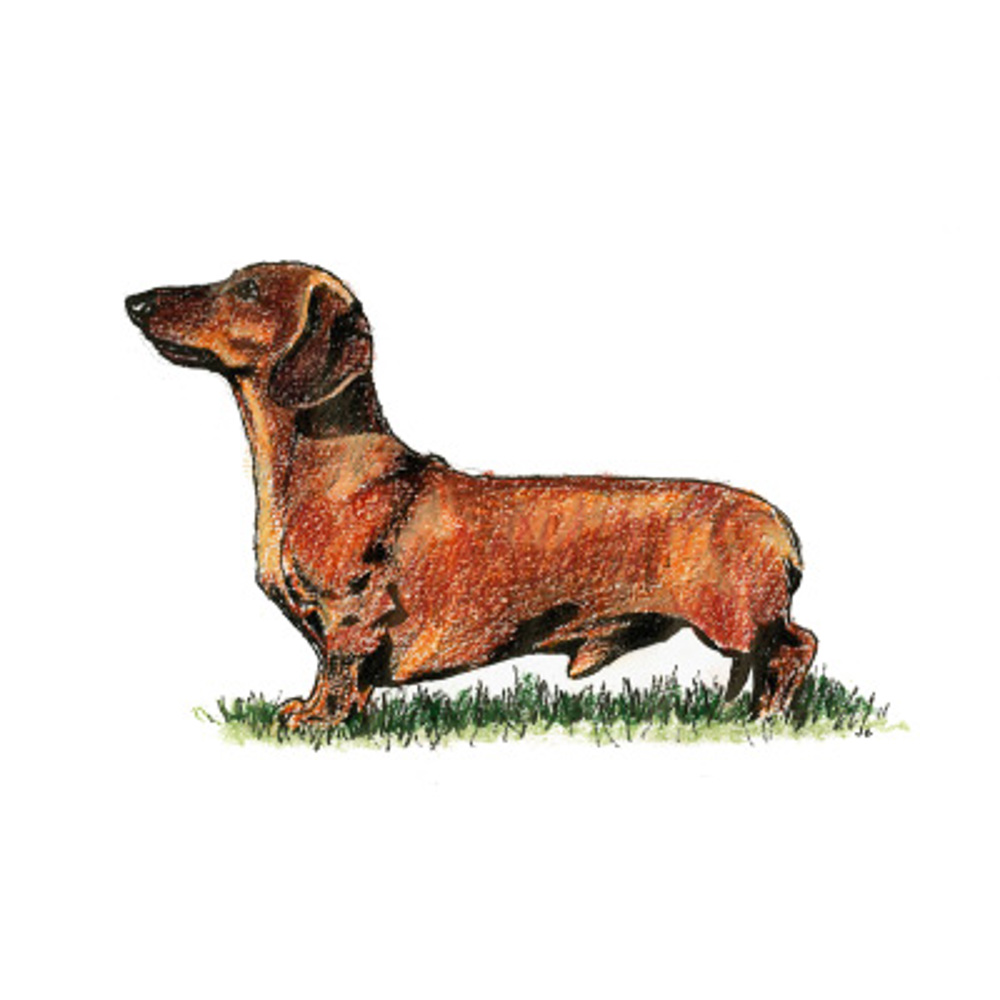 Dachshund (Miniature Smooth Haired) illustration