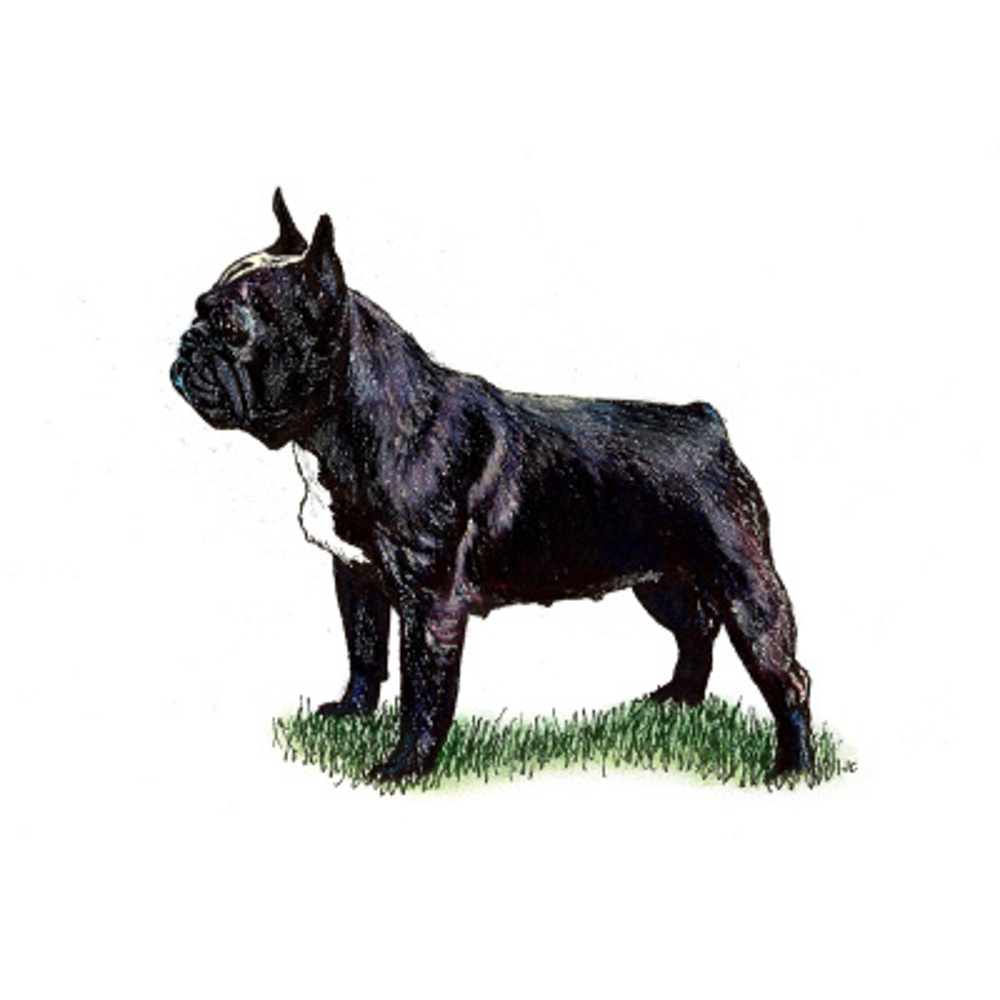 French Bulldog illustration