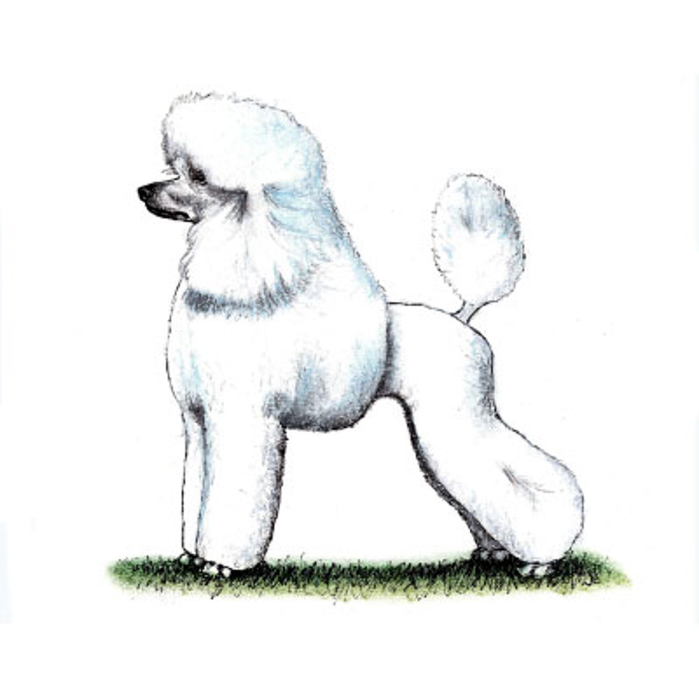 Poodle (Standard) illustration