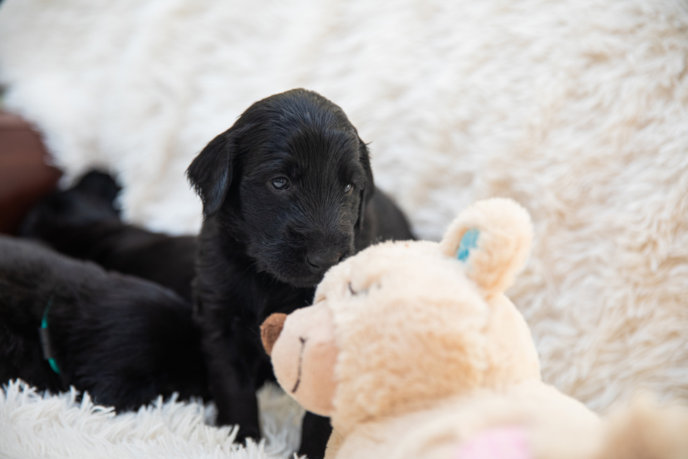 Be the best breeder you can be and register your puppy with us | The Kennel Club puppy registration