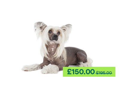 Chinese Crested dog sitting down